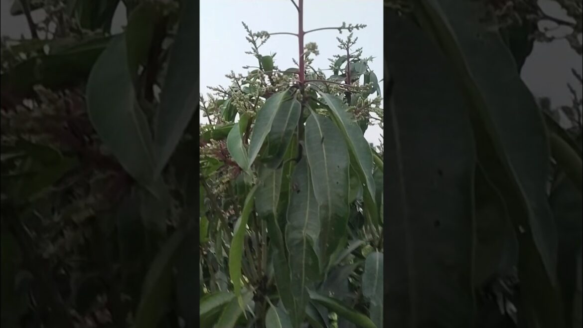 Bari 13 mango #farming #gardening #shorts