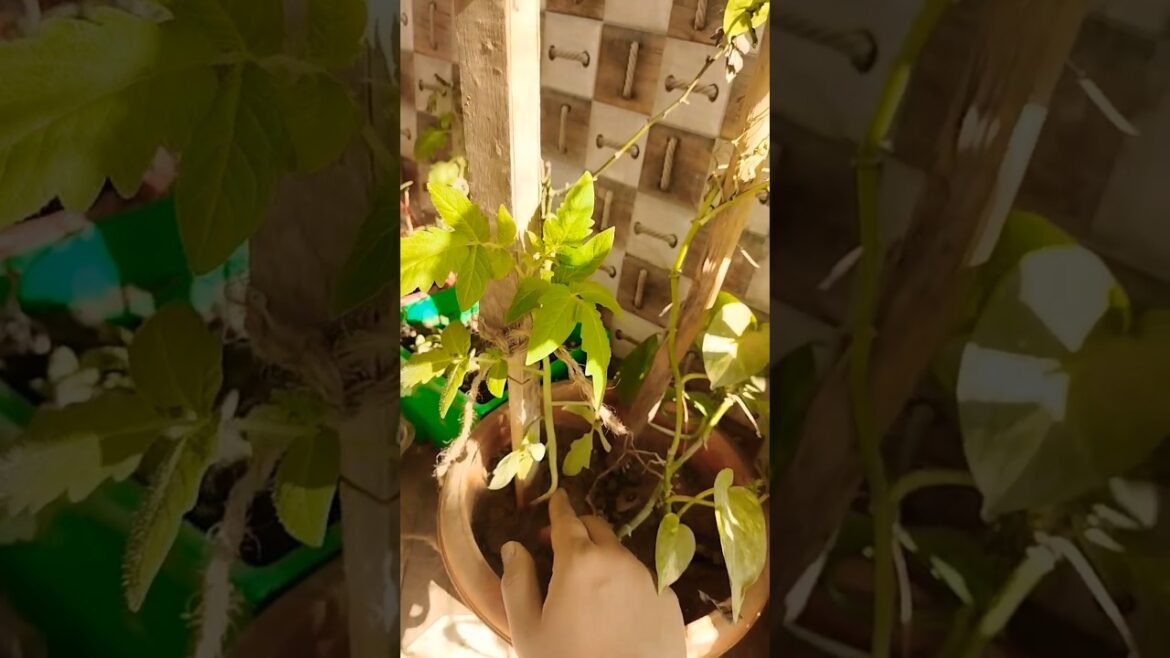 best vegetable plant for August month #shorts #trending #viral #ytshorts #garden