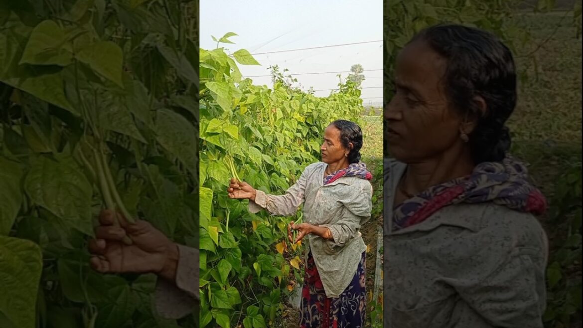 Green Gold đź’š French Beans Harvest by Women Farmer #shorts Green Gold đź’š French Beans Harvest by Women Farmer #shorts