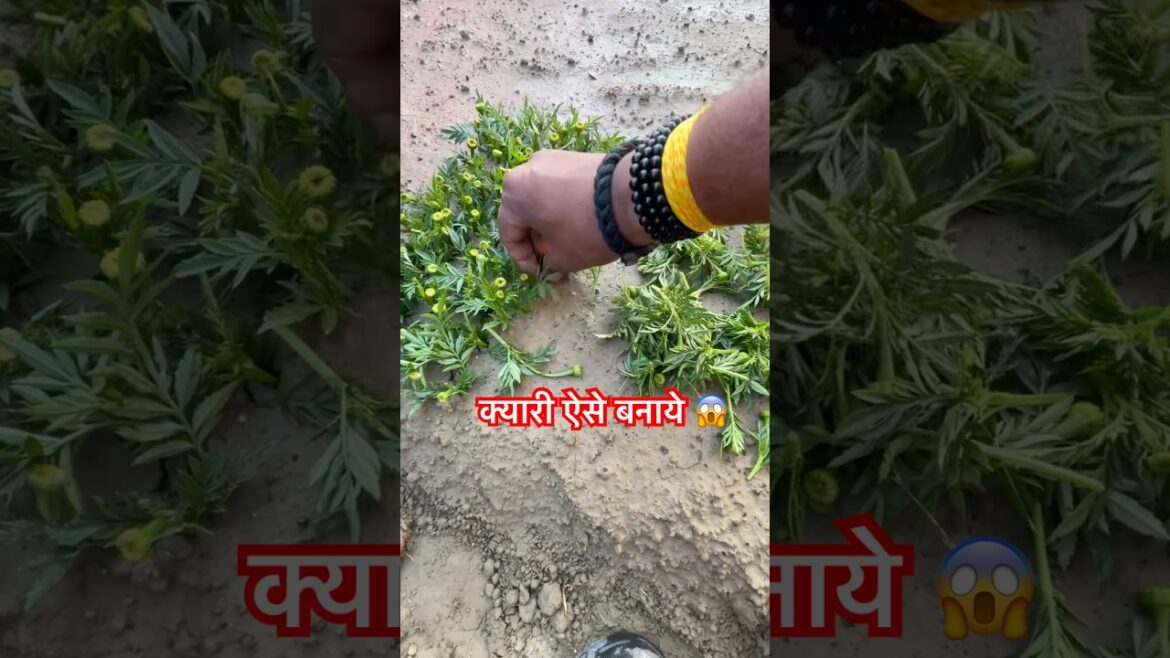 क्यारी कैसे बनाएं कि पौधा मरे नहीं 90% लोग यहीं गलती करते हैं #vlog #minivlog #shorts #plants