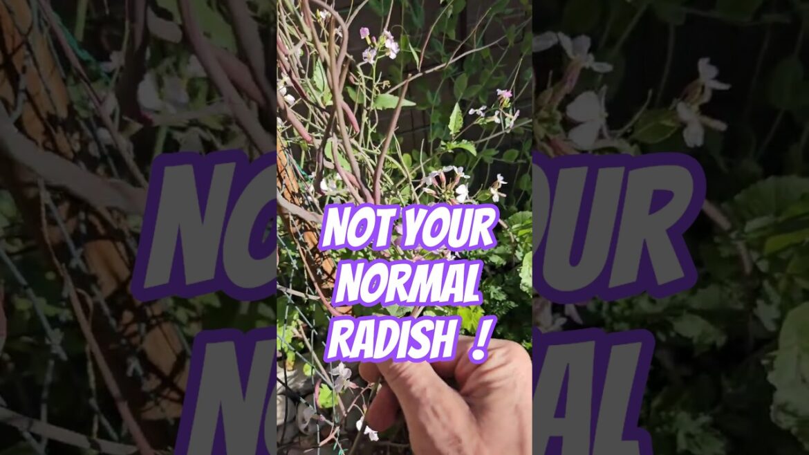 THIS RADISH DOESN'T GROW UNDER GROUND!Edible Pods Pretty Flowers!#unusualvegitables#purpleedibles#