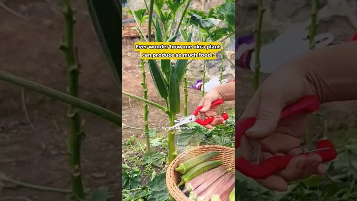 STOP BUYING OKRA! GROW IT AT HOME 🌱 #okra #growyourownfood #gardening #gardentips #growfreshproduce