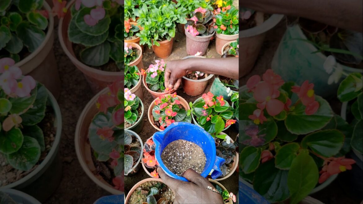Secret Organic Feed for Begonia Full Bloom 🌺 #shorts Secret Organic Feed for Begonia Full Bloom 🌺 #shorts