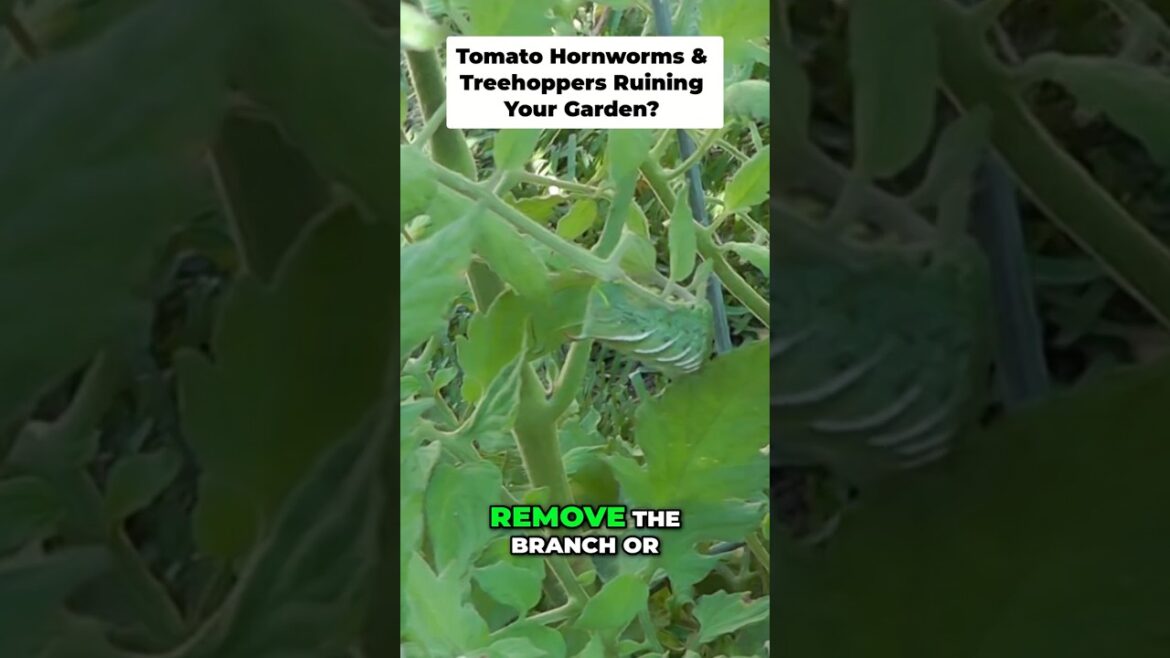 California Gardening: Easy Organic Pest Control for Tomato Hornworms & Treehoppers Easy Organic Pest Control for Tomato Hornworms & Treehoppers