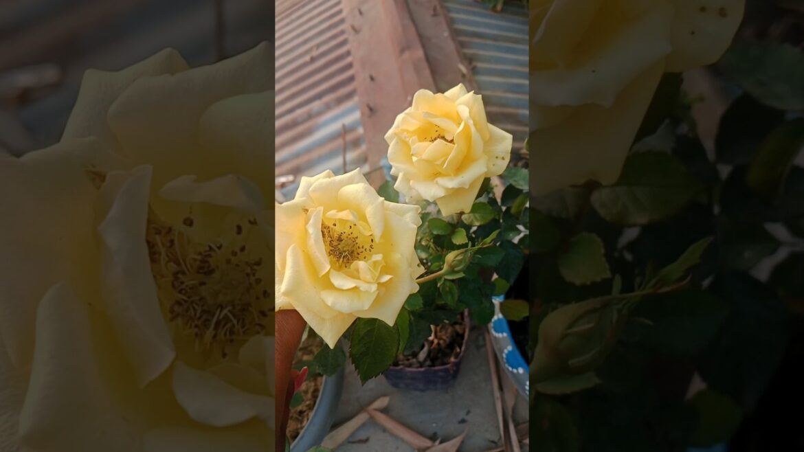 yellow Rose💛🌹#rosecaring #flowergarden #viral #ytshorts #gardendesign