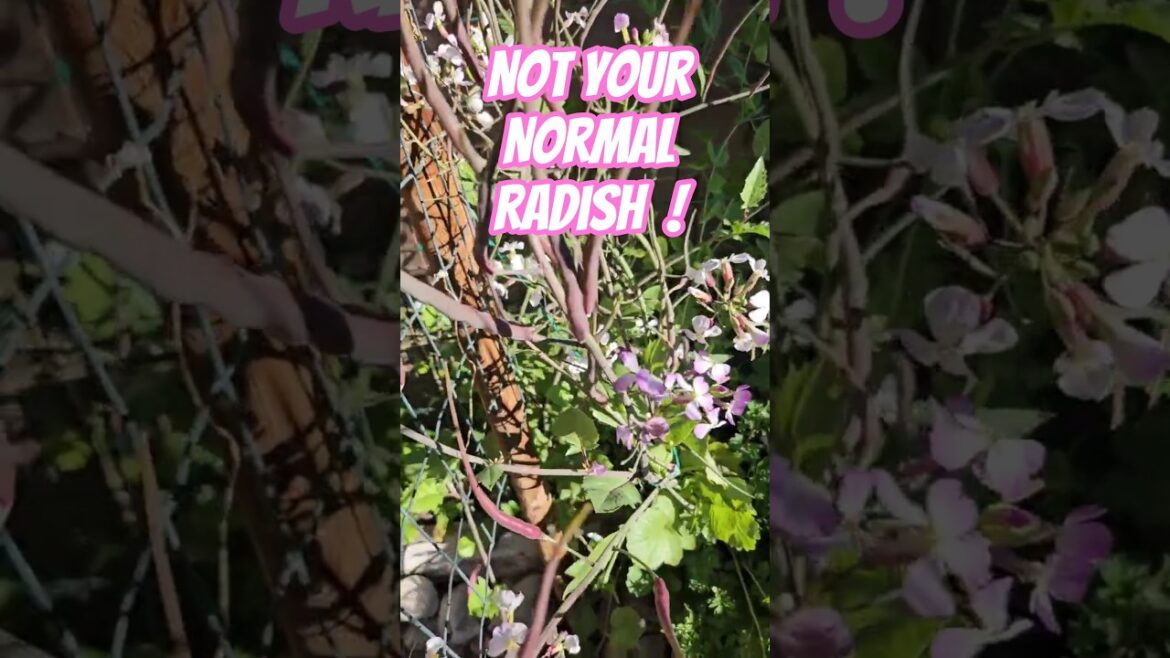 NOT YOUR NORMAL RADISH! Edible pods pretty flowers!#colorfulfood#ratstailredish#eatradishpods