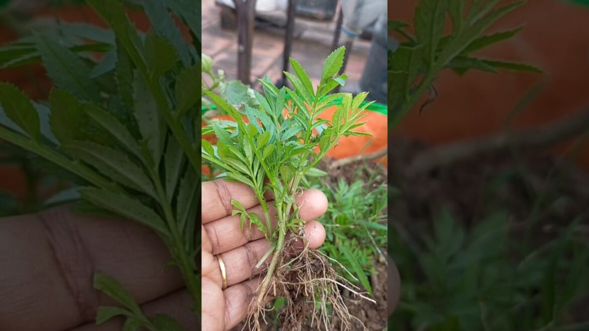 🥰#செடிகள் செழிப்பாக வளர இந்த ஒரு செடி இருந்தால் போதும் #freeseeds #garden #shortsfeed #plants