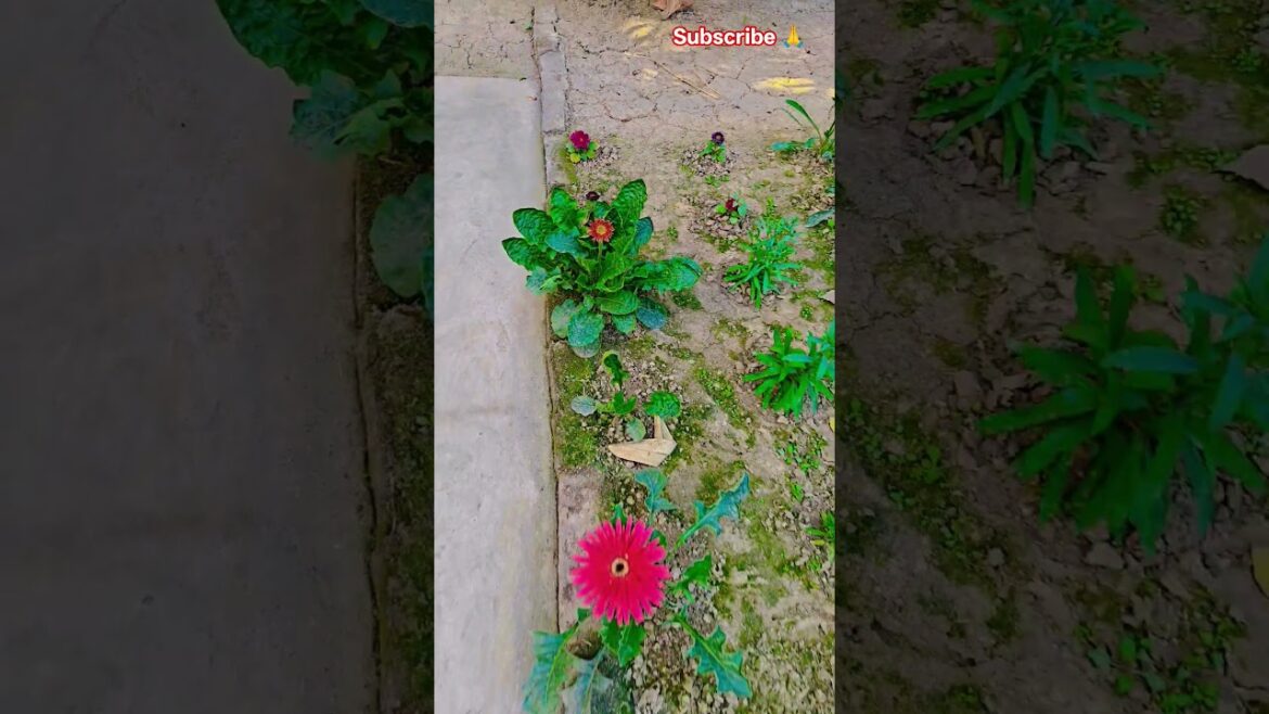 জারবেরা ফুল ফুটেছে #garden #gardening #flowers #nursery #UpdateGardening #chadbagan জারবেরা ফুল ফুটেছে #garden #gardening #flowers #nursery #UpdateGardening #chadbagan