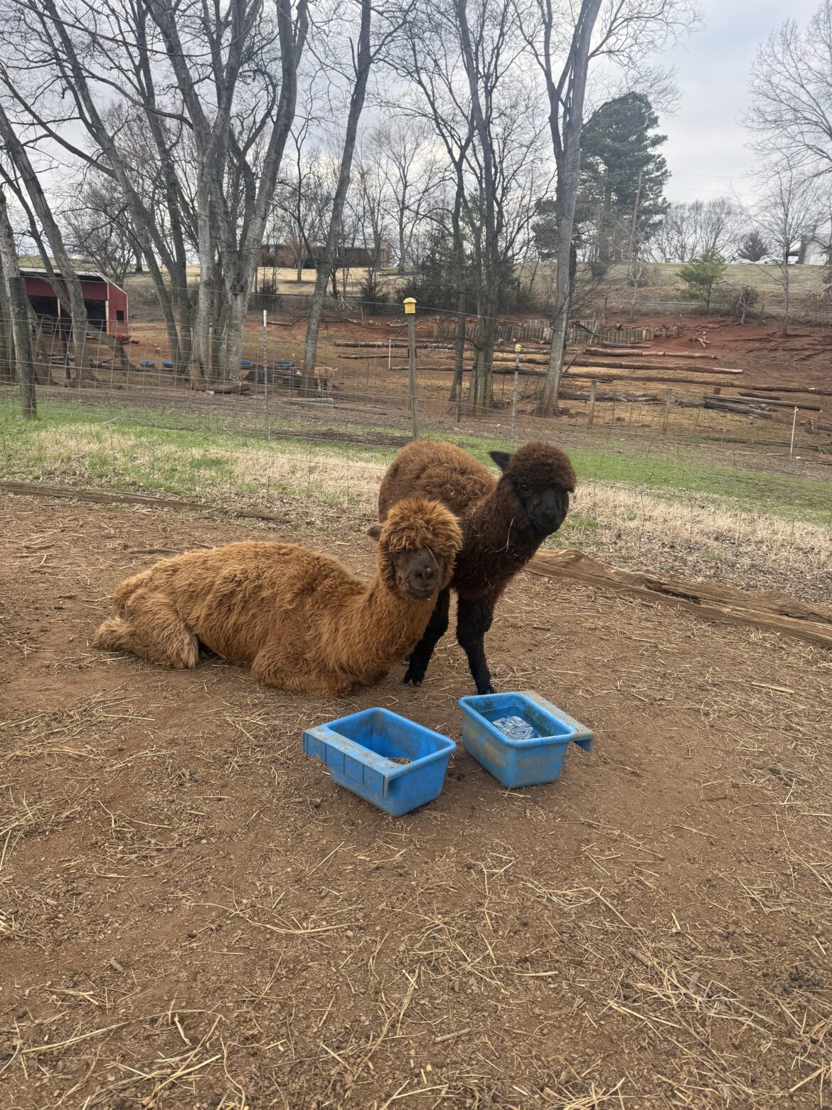 Any alpaca or llama owners here? Any alpaca or llama owners here?