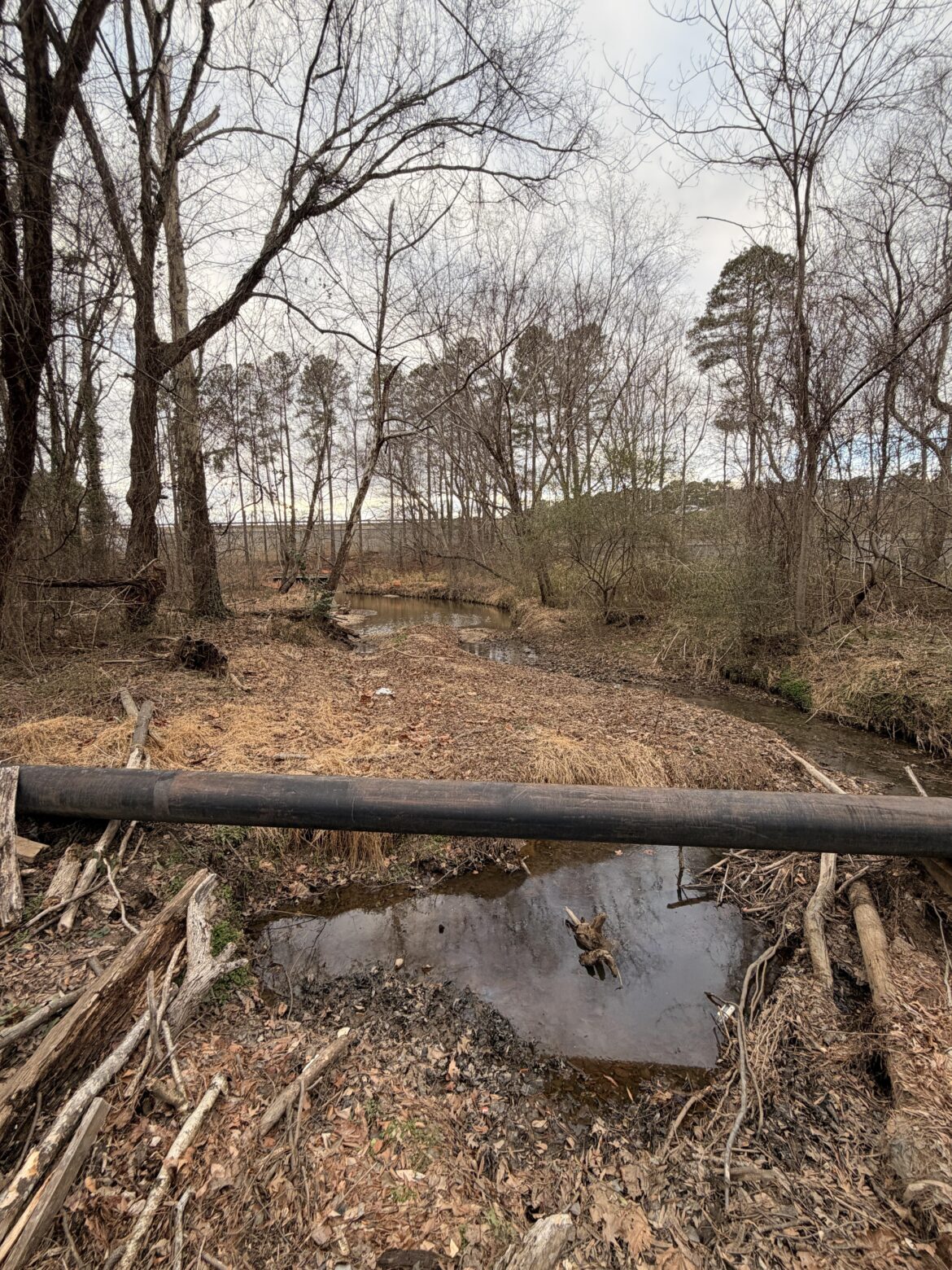 Looking for Landscaping Advice for a Public Walking Trail (Raleigh, NC) Looking for Landscaping Advice for a Public Walking Trail (Raleigh, NC)