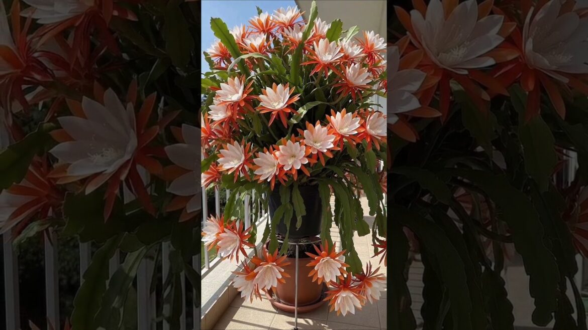 The plant is an Epiphyllum (orchid cactus) #bonsai #gardening #orchids #garden #flowers #epiphyllum