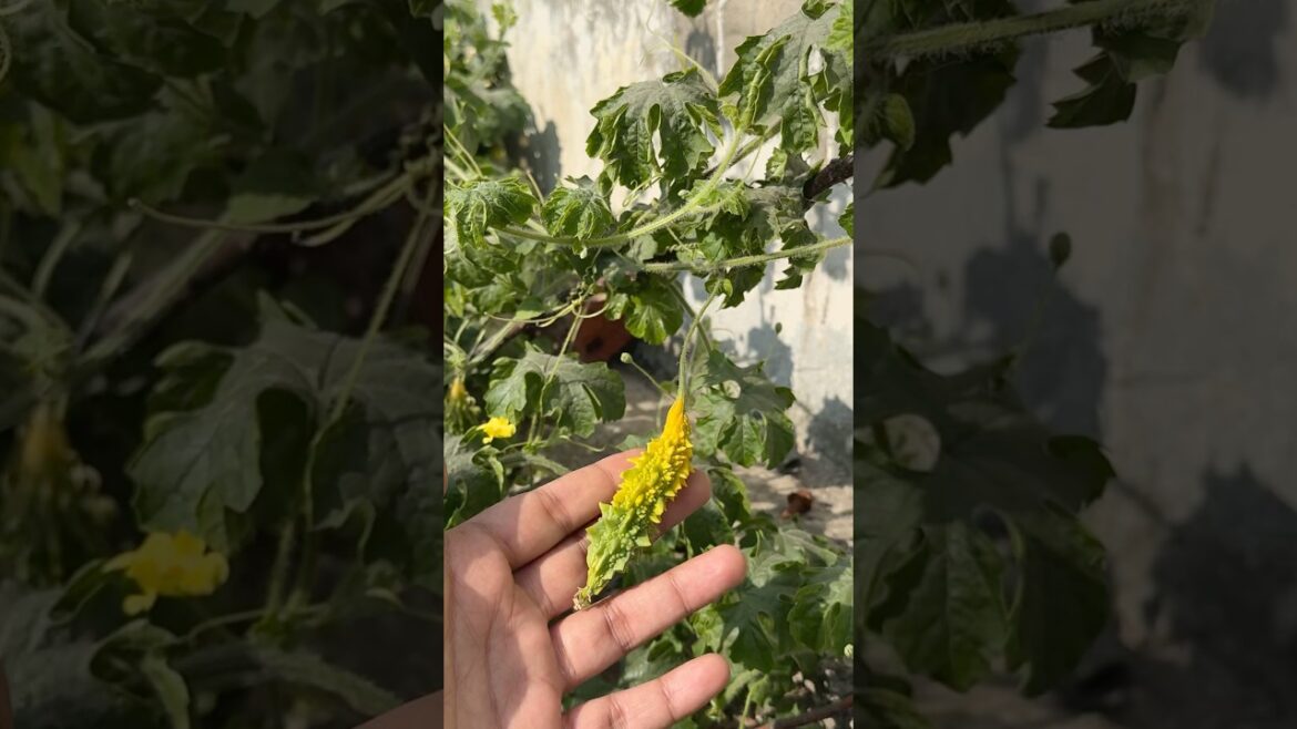 Gourds: Nature’s Most Unhinged Fruit #gourds #modern homestead #urban homestead #sohi homestead Gourds: Nature's Most Unhinged Fruit #gourds #modern homestead #urban homestead #sohi homestead