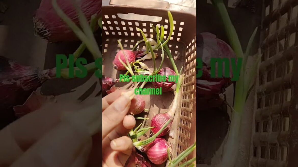 Vegetable gardening #shorts #viralvideo #garden #youtuber  viralshort