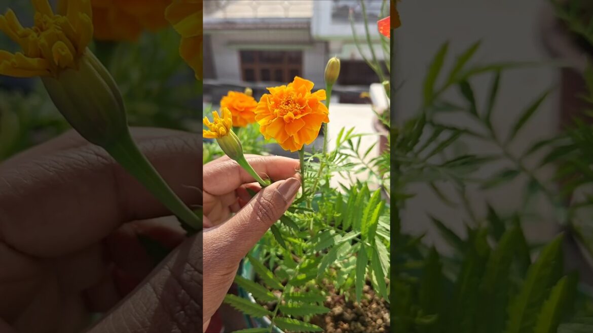 Marigold saplings repotting #gardening #marigold #repotting #plants #flowerplant