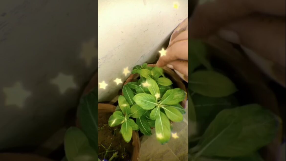 Pruning Techniques That Will Transform Your Garden