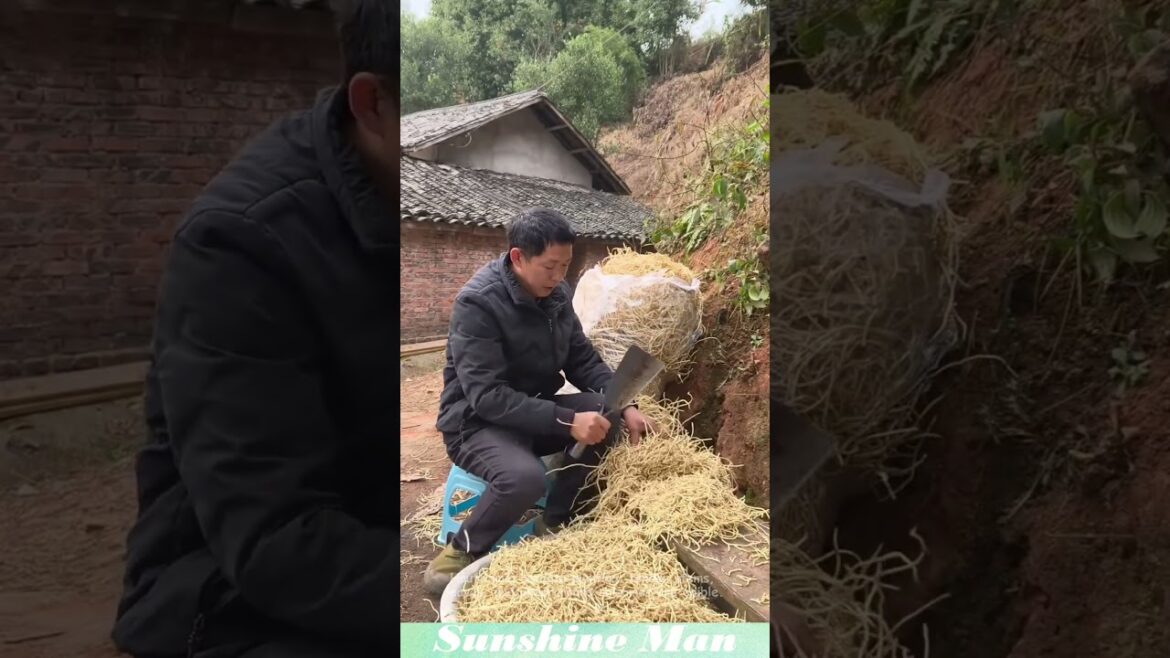 Houttuynia cordata planting; tender stems, leaves, and underground rhizomes are edible.
