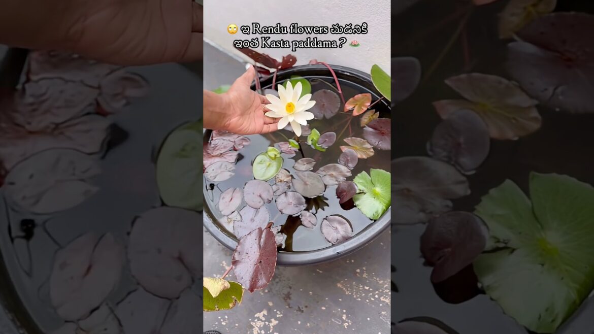 🪷 From bulbs to blooms!! Worth every bit అంటారా? 🙄