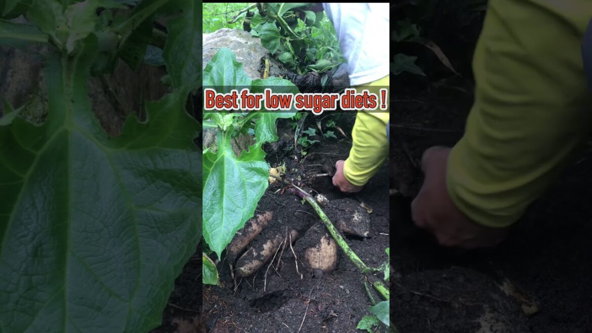 #shorts Harvesting Jicama (Mexican Turnip) a constant supply of a sweet potato substitute! #jicama