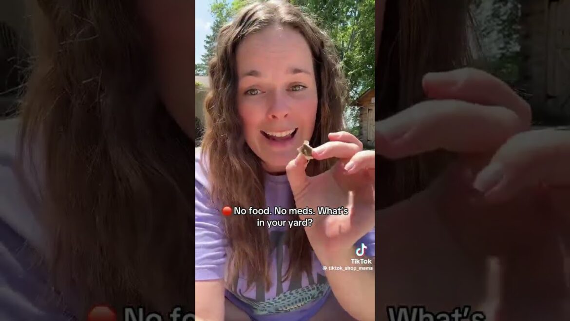 Are Moringa Seeds Edible? www.MoringawithBarry.com #moringa #moringaseeds #moringatree #seeds #herbs