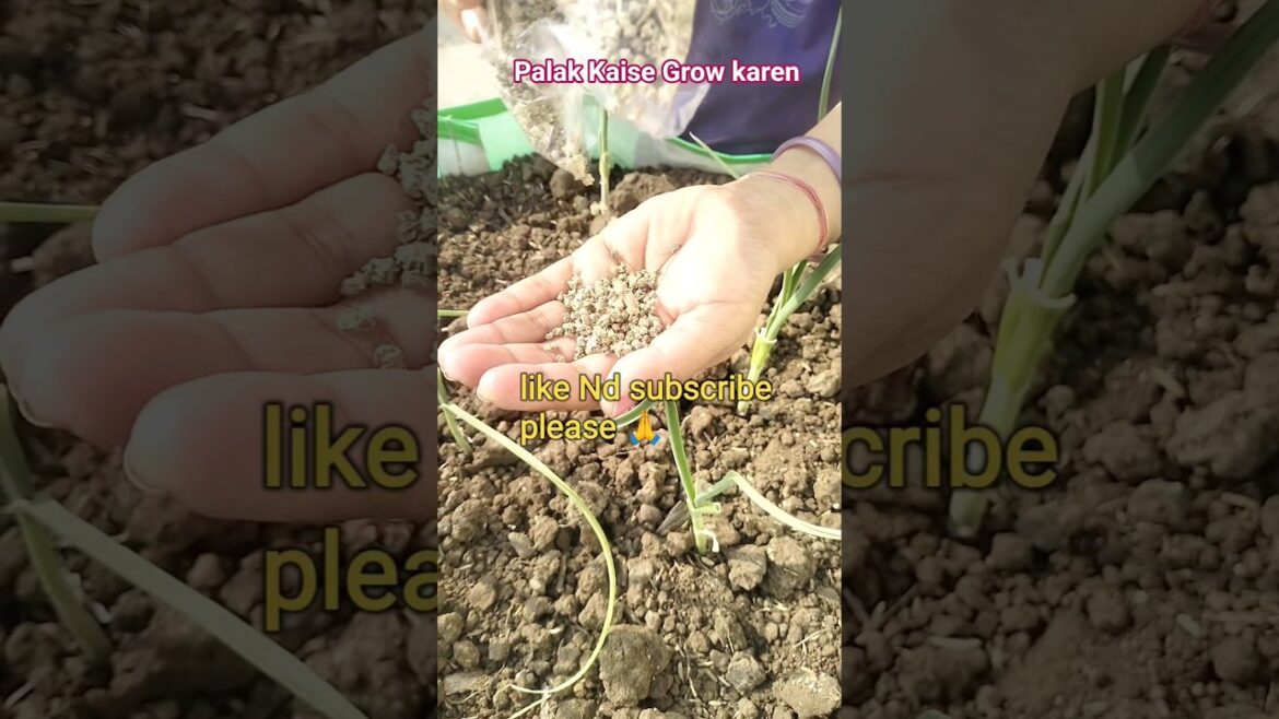 पालक को लगाना आसान है #gardening #shortvideo #garden #plants #vegetable #organic #shorts #motivation