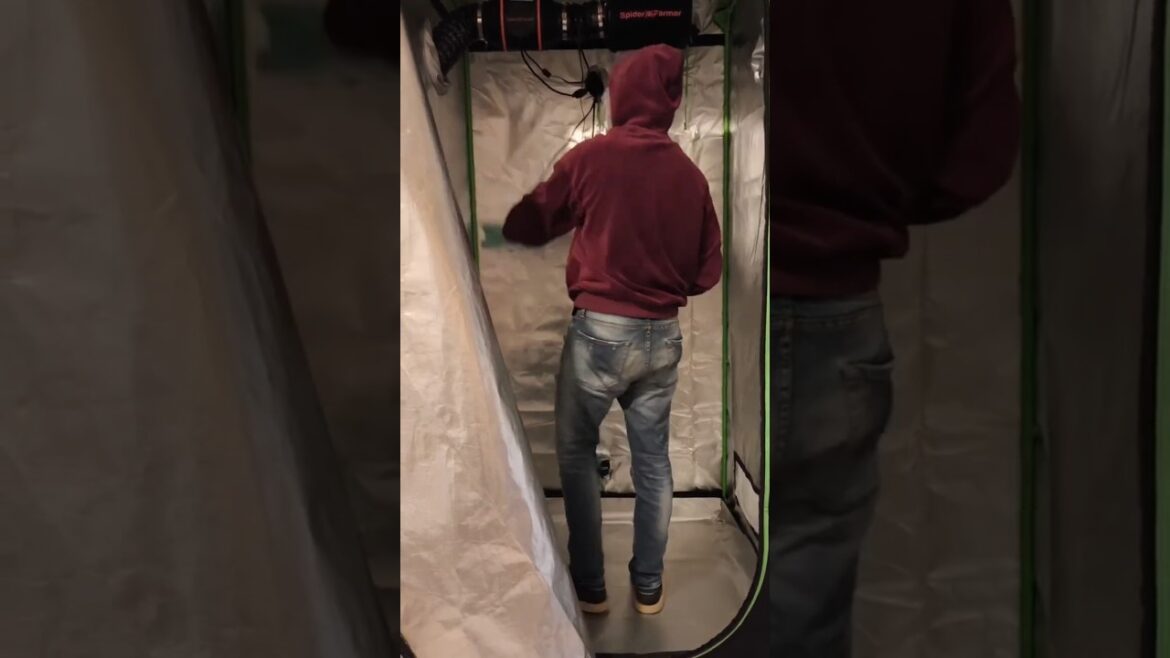 Strains set | Grow Tent & Pots ready #shorts #indoorplants #spiderfarmer