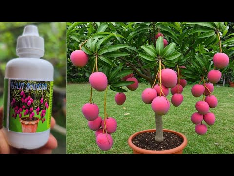 Mango Plant Tips For New Gardeners…. Mango Plant Tips For New Gardeners....