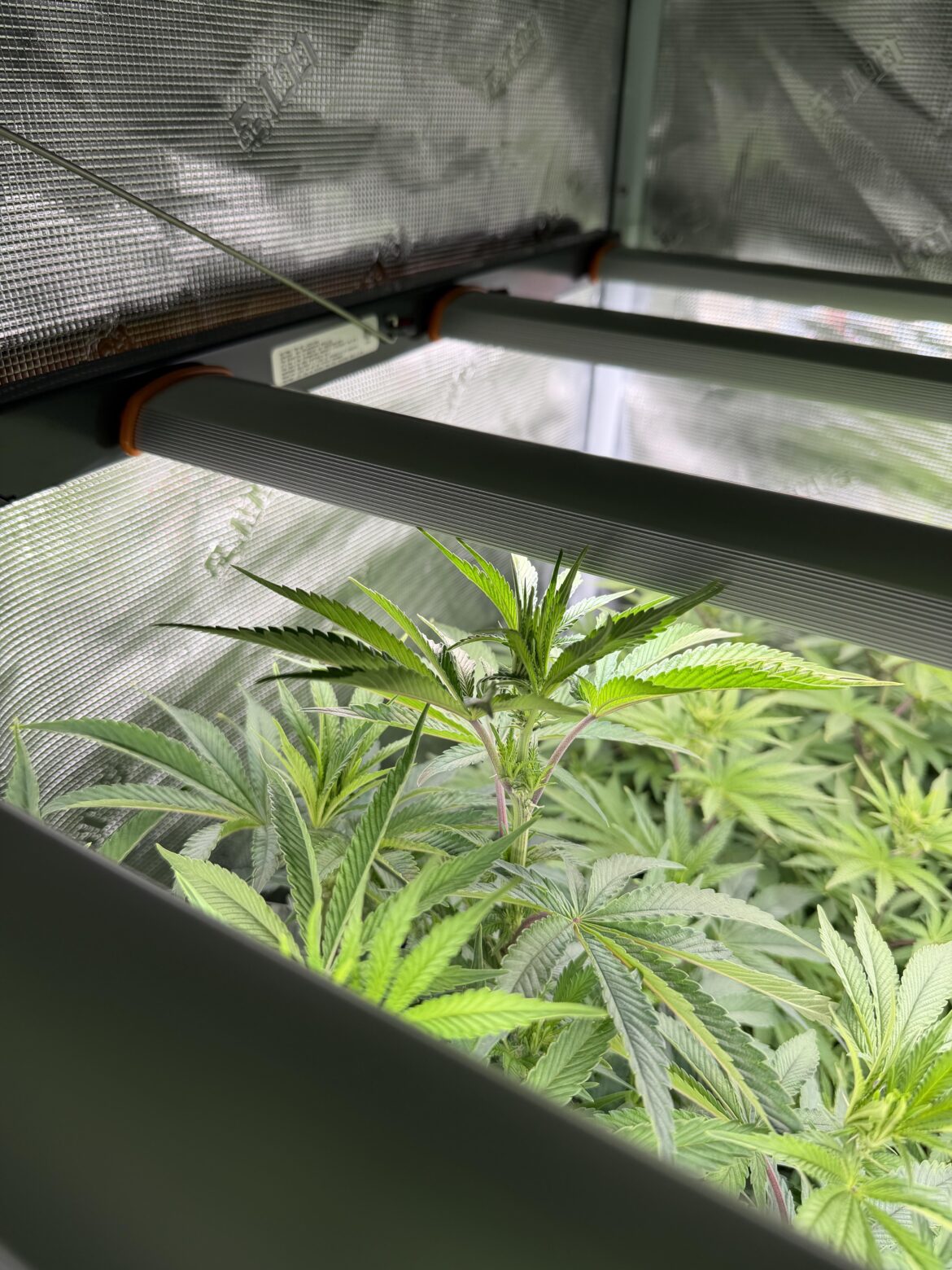 Get busy for one day and all hell breaks loose. Little buddy felt like a growth spurt over a single day at day 12 of flower. 😂🤷🏼‍♂️🤙🏽