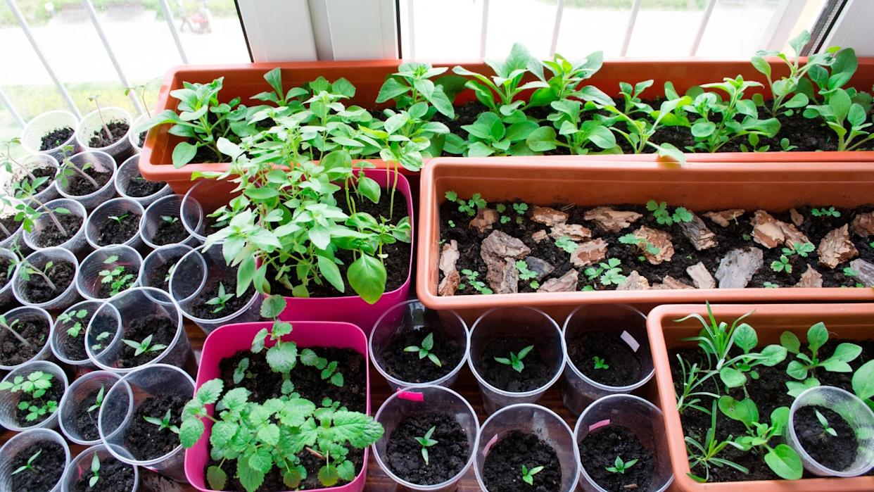 trays of seedlings