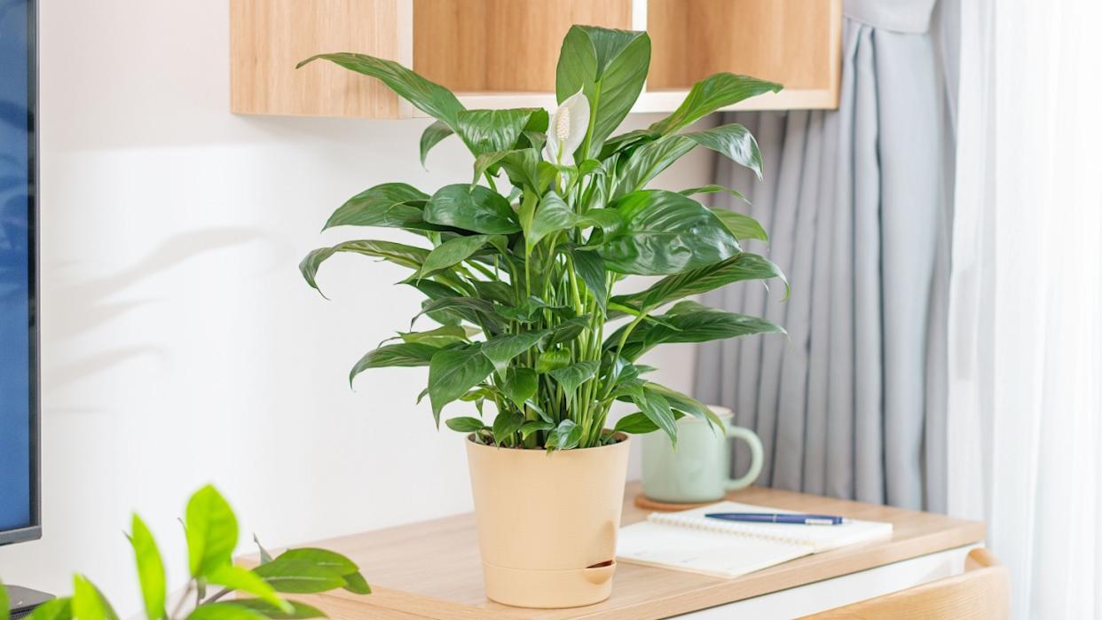 Peace Lily in a self-watering pot, perfect for decorating study desks and workspaces. Ideal indoor plant, easy to care for, adds elegance and freshness.
