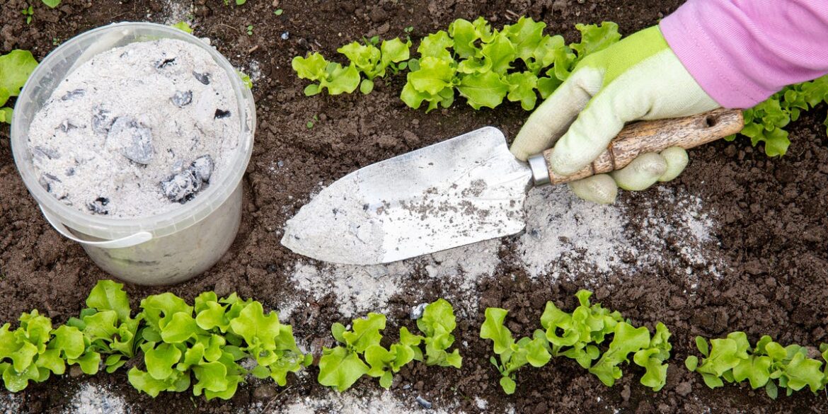 Should You Put Wood Ash on Your Garden? These Are The Benefits & Risks Should You Put Wood Ash on Your Garden? These Are The Benefits & Risks