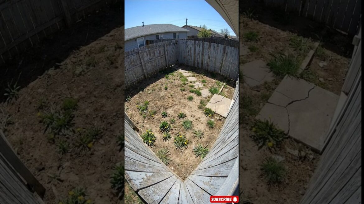 Epic Backyard Garden Transformation: From Dirt to Cozy Oasis (Timelapse)