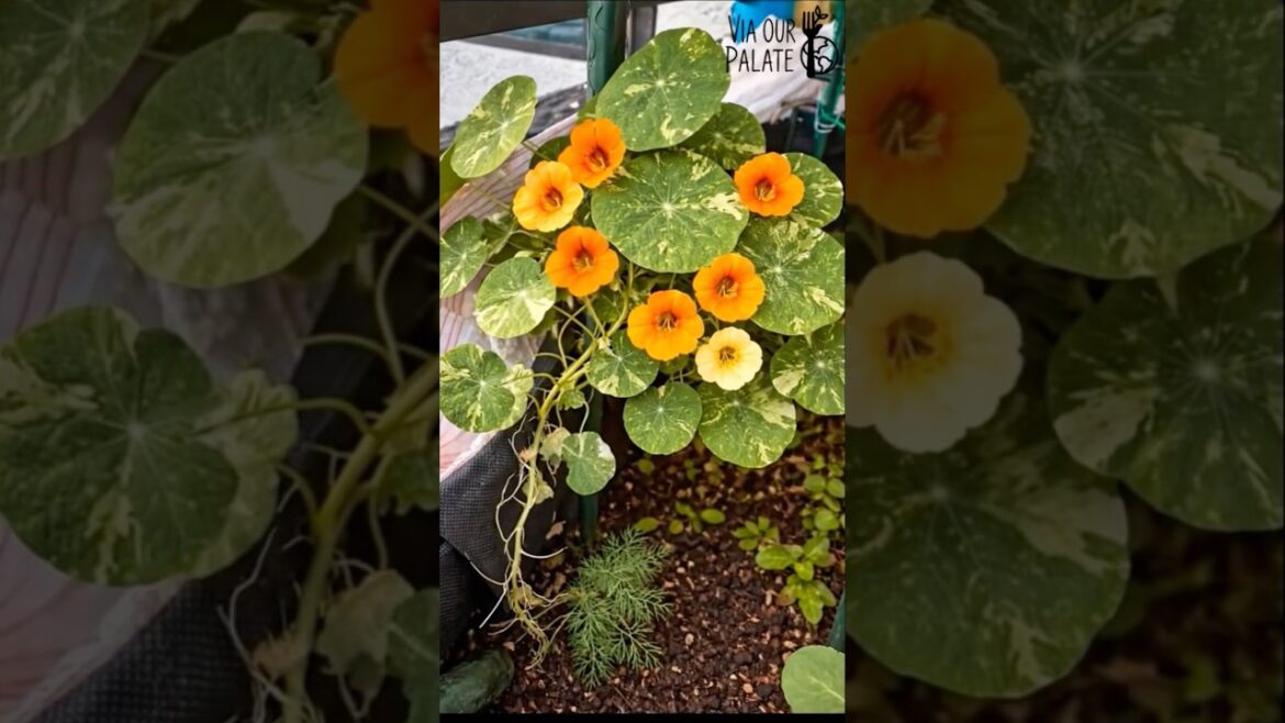 Nasturtium Timelapse 🌼 From Tiny Seed to Bright Bloom in Arizona#Shorts