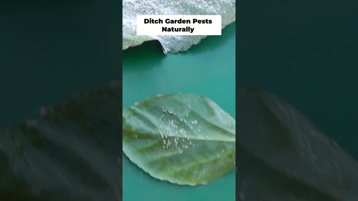 How to Get Rid of Whiteflies Naturally 🌿