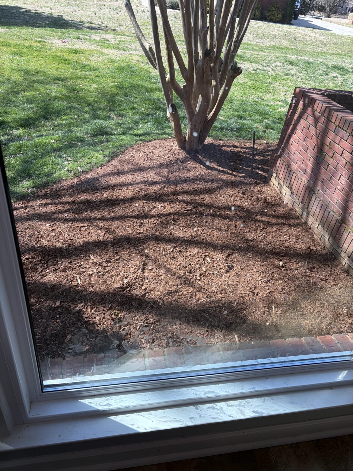 What do I plant here?