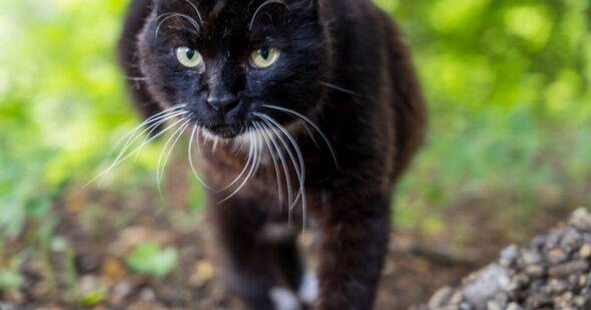 Natural repellent keeps cats away from gardens and most people throw it away Nottinghamshire Live