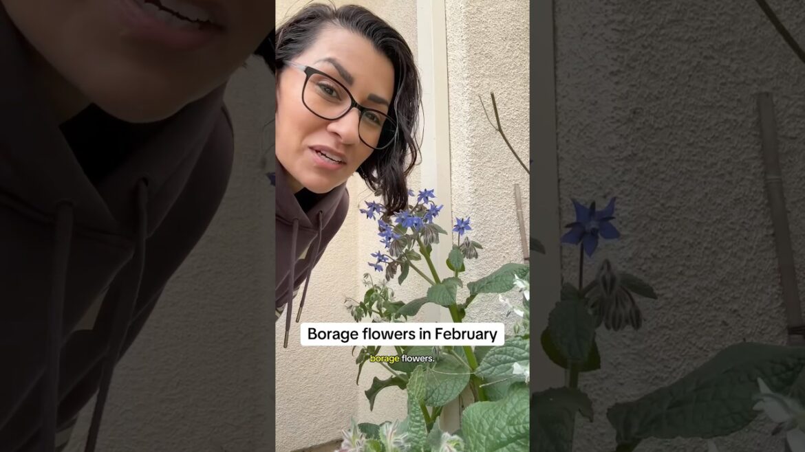 I love borage in the garden #gardening