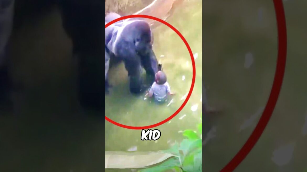This Kid Fell into the Gorilla, But Tragically...🥺❤️