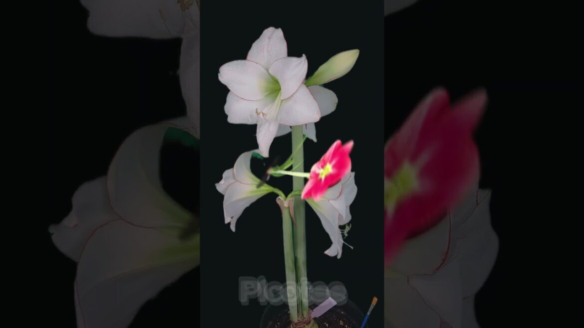 Amaryllis Is the Easiest Flower You’ll Ever Grow #Shorts