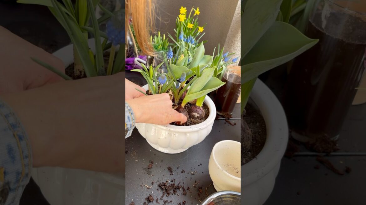 Planting My Bulbs! #containergarden #spring #muscari #tulips #hyacinth
