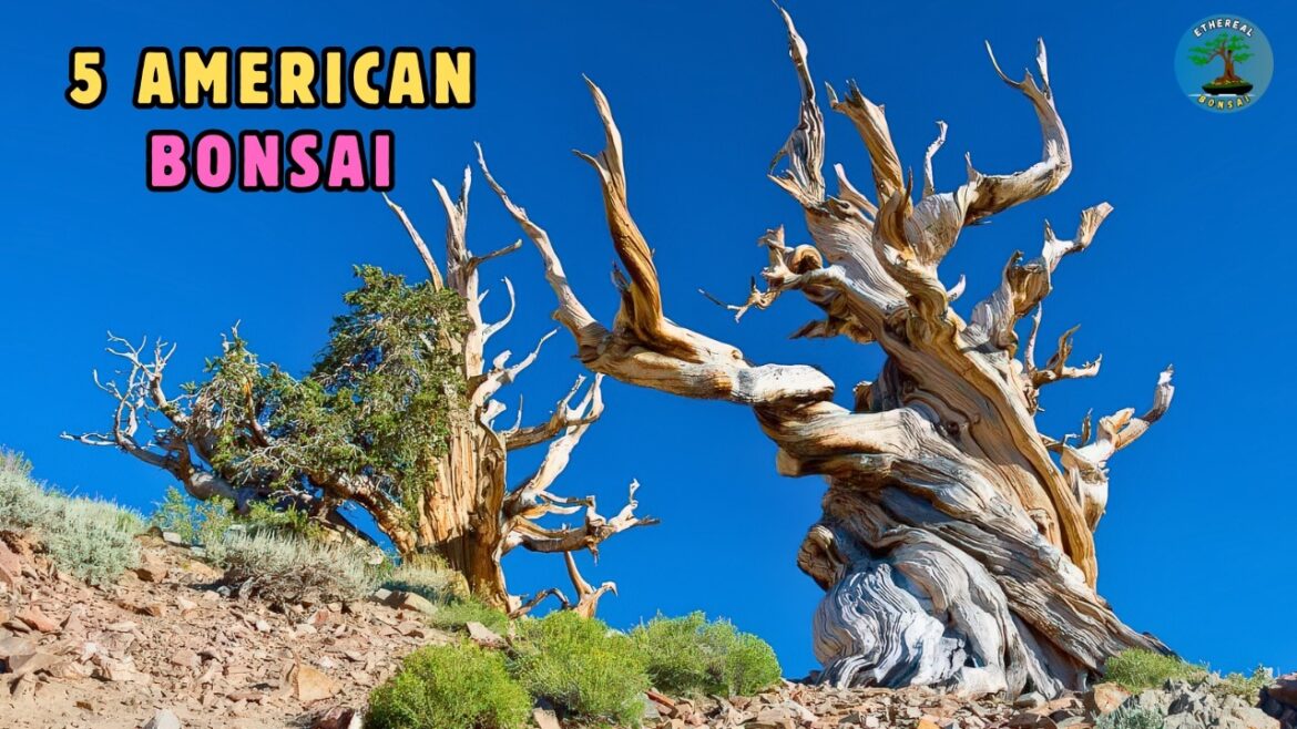 5 Native American Bonsai Species | Origins, Habitat & Structural Logic 5 Native American Bonsai Species | Origins, Habitat & Structural Logic