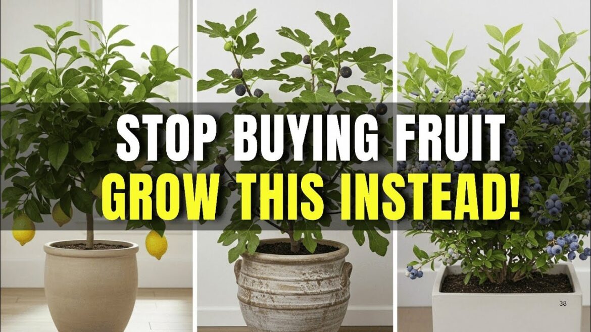 Top 10 Fruit Trees That Thrive in Pots and Small Spaces