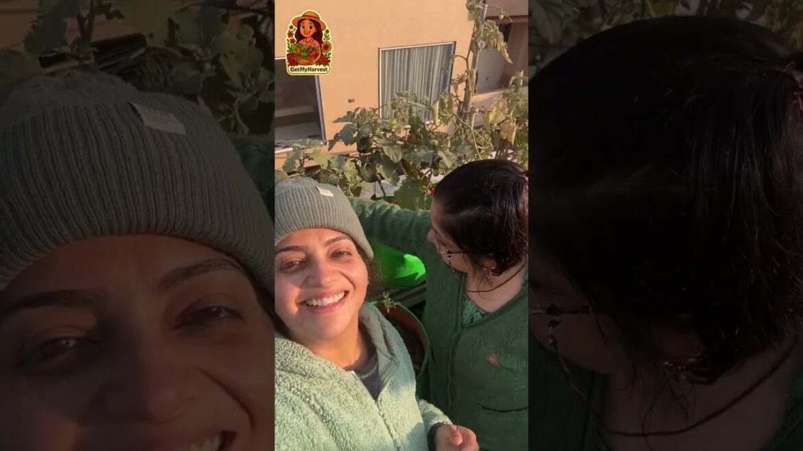 Maa ke ajeeb gardening rules...but plants are happy! 😅🪴 My Mother's Terrace Garden Tour