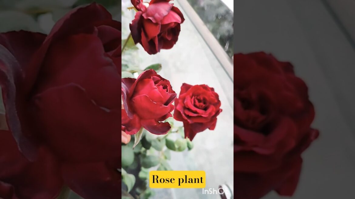 Rose plant/flowers #viral #trending #love #nature #youtube