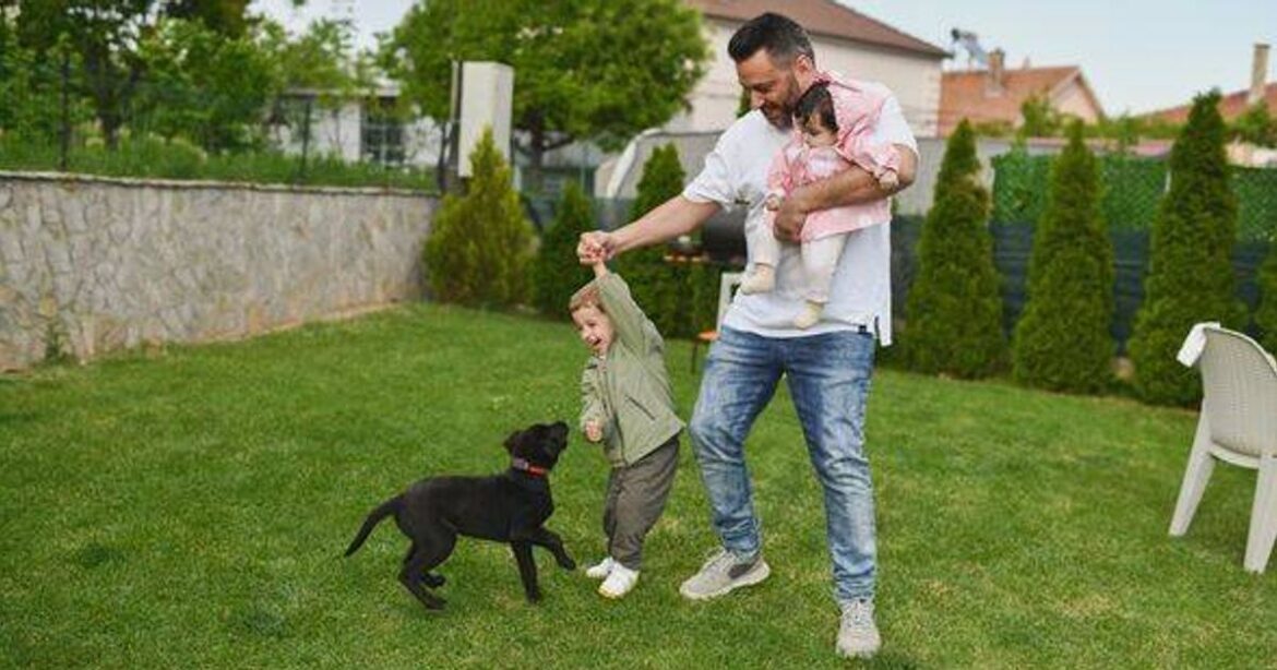 Gardeners praise ‘amazing’ patchy lawn transformation with pet-safe fertiliser Daily Mirror