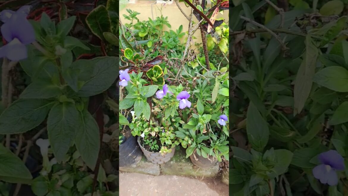 #🪻flowers 🪻17 February 2026