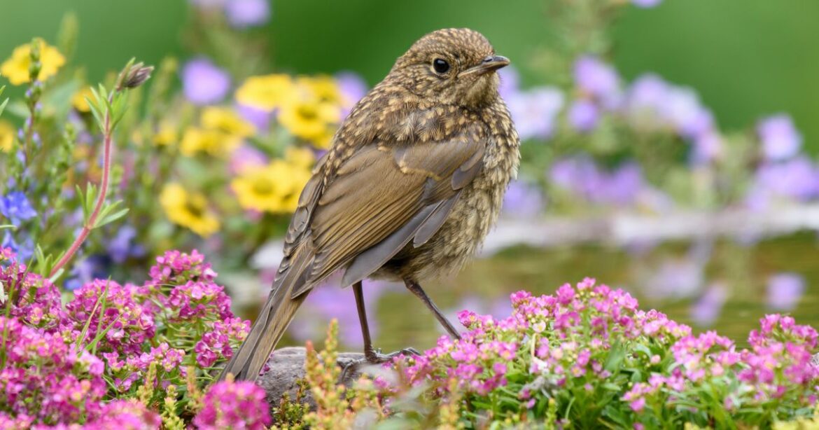 Follow RSPCA’s ‘easy’ method to attract birds to your garden for spring Devon Live