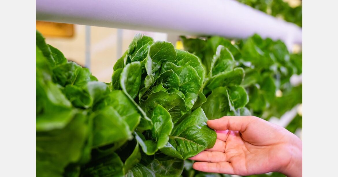 Edible Garden reports 2025 Sustainability Performance through Walmart’s Project Gigaton Edible Garden reports 2025 Sustainability Performance through Walmart’s Project Gigaton