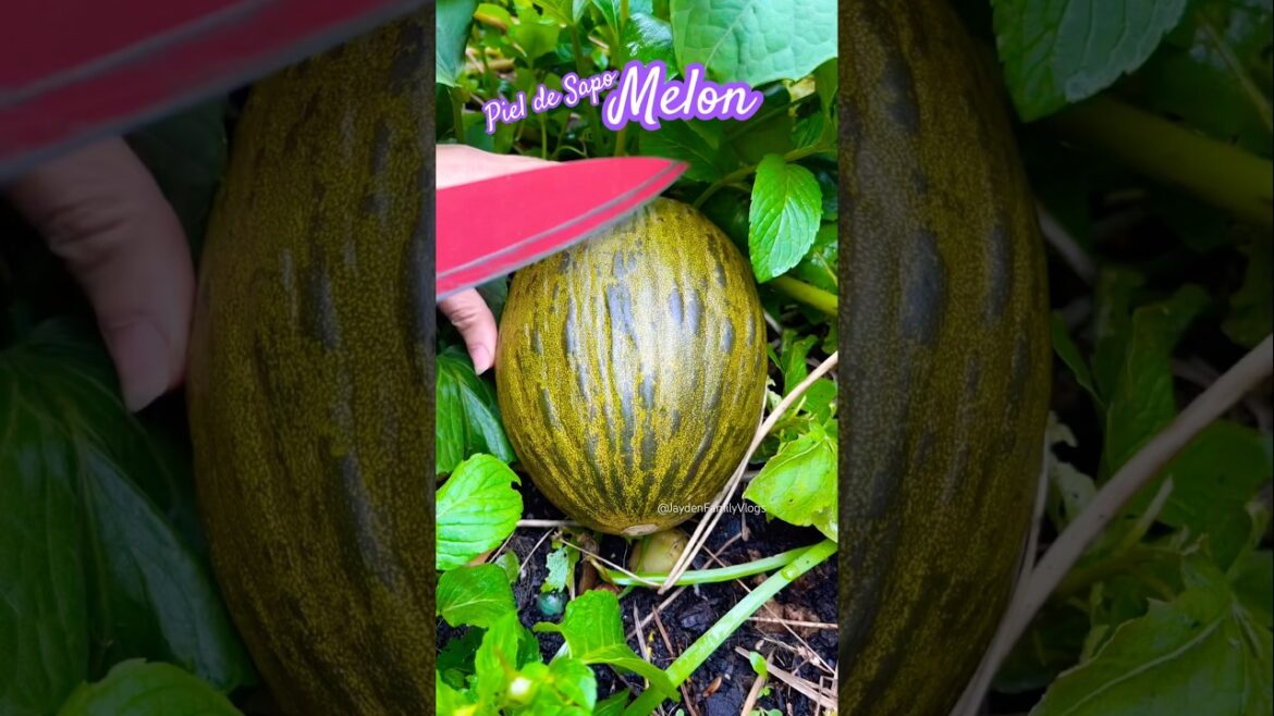 Fruit cutting Melon Piel de sapo 😱 #shorts #satisfying #fruit #garden #enjoy Fruit cutting Melon Piel de sapo 😱 #shorts #satisfying #fruit #garden #enjoy