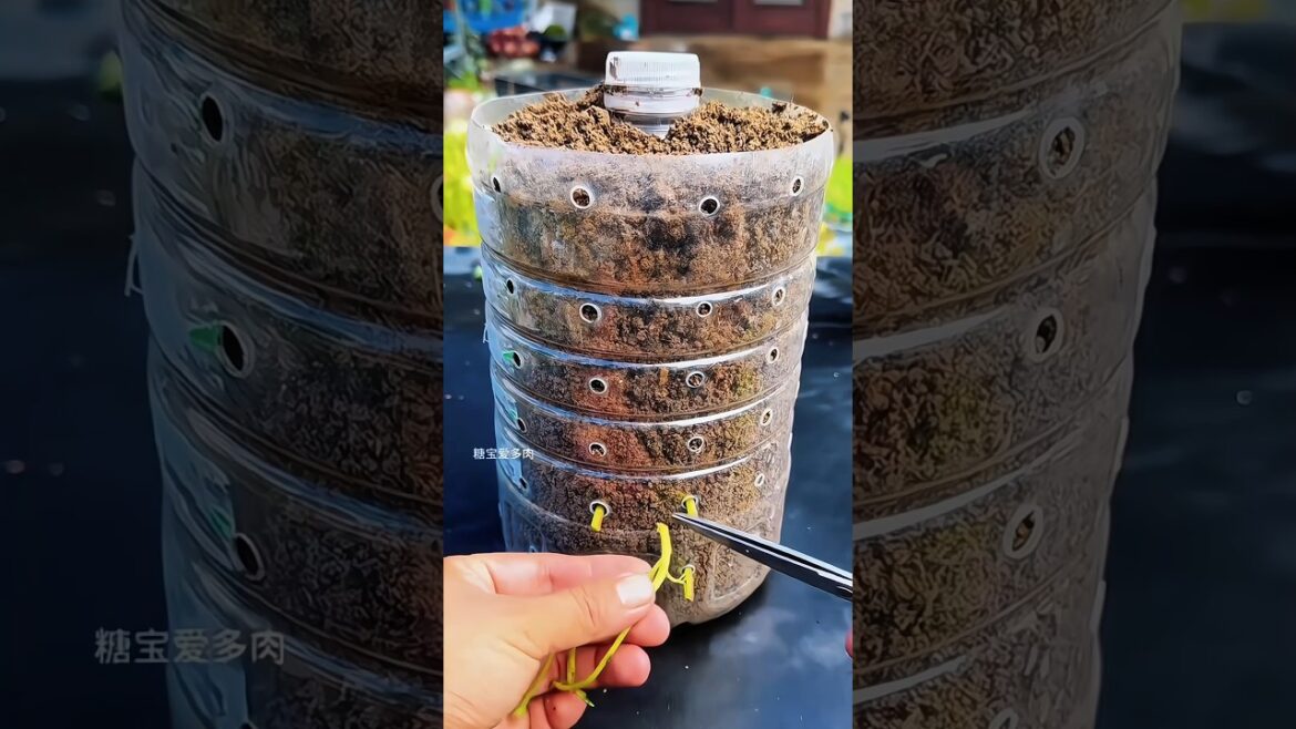 Snip It Right ✂️🌱 | Perfect Plant Hack #GardenTips #CuttingPropagation #GrowPlants #GardenLife