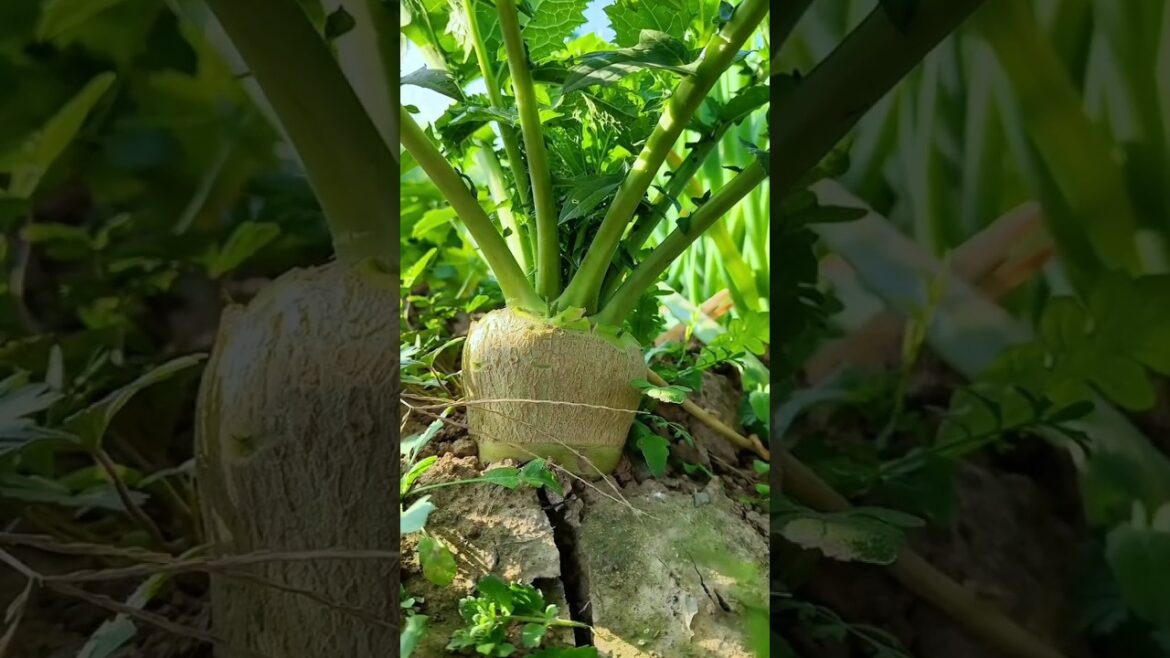 ~ organic veggie picking – farm fresh colors / zero chemicals / pure nature #nature #gardening